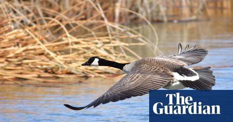 Increase in invasive species poses dramatic threat to biodiversity - report. The Guardian | Biodiversité | Scoop.it