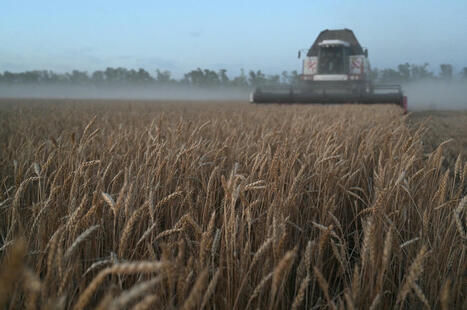 TURKIYE : Harsh weather curbs global wheat production, elevates prices | CIHEAM Press Review | Scoop.it