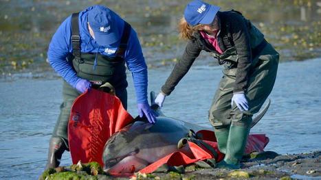 Photos: Ten dolphins rescued off Wellfleet flats | Soggy Science | Scoop.it