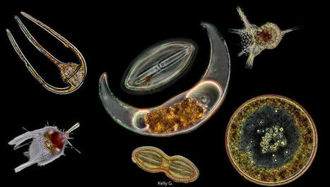 Dans l’immensité de l’Océan, la révolution de l’infiniment petit | Biodiversité - @ZEHUB on Twitter | Scoop.it