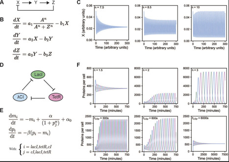 In vitro reconstitution of biological oscillators | frn | RMH | Scoop.it