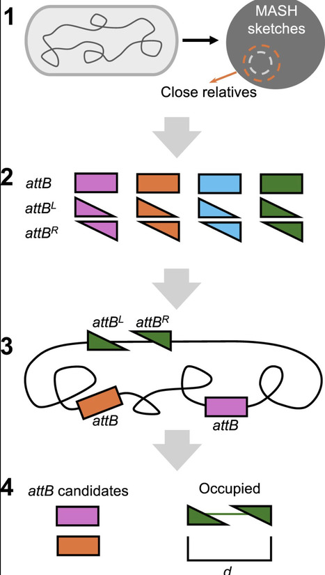 Integrase-On-Demand: bioprospecting integrases for targeted genomic insertion of genetic cargo | nar | RMH | Scoop.it
