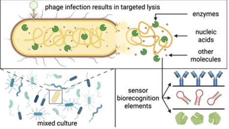 The Overlooked Power of Targeted Phage Lysis in Bacterial Biosensing | acs | RMH | Scoop.it