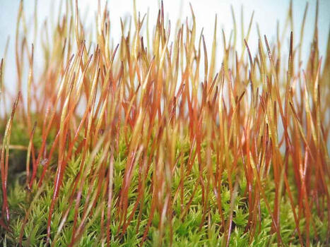 Les mousses : deux plantes en une (&eacute;pisode 1) - Zoom Nature | Les Colocs du jardin | Scoop.it