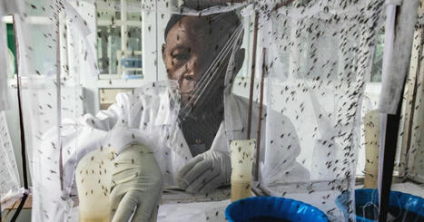 How genetically modified mosquitoes could help defeat malaria | World | News | Development Economics | Scoop.it