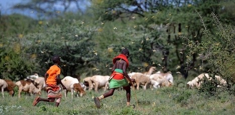 Ces criquets pèlerins qui menacent d’affamer l’Afrique de l’Est | EntomoNews | Scoop.it
