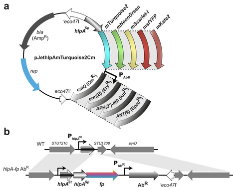 A Modular Genetic Toolbox for Precise Gene Regulation and Multi-Color Imaging in Streptococci | Brvbe | RMH | Scoop.it