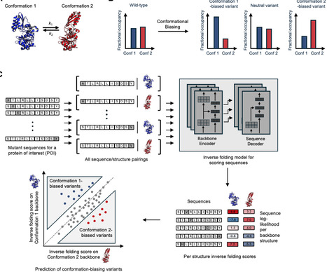Computational design of conformation-biasing mutations to alter protein functions | sci | RMH | Scoop.it