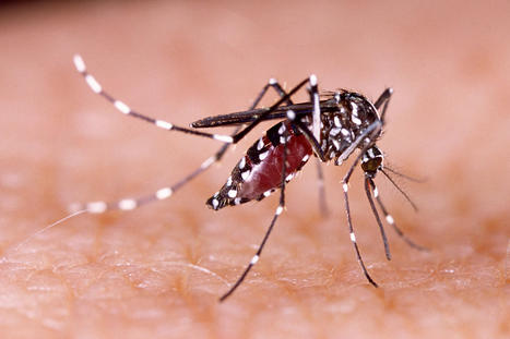 Moustiques vecteurs : comment répondre aux enjeux actuels ? | EntomoScience | Scoop.it