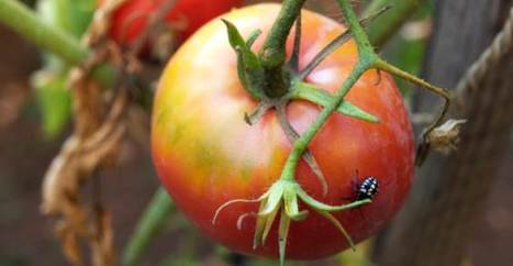 12 fertilizzanti e pesticidi biologici fai-da-te contro i parassiti del giardino | Orto, Giardino, Frutteto, Piante Innovative e Antiche Varietà | Scoop.it