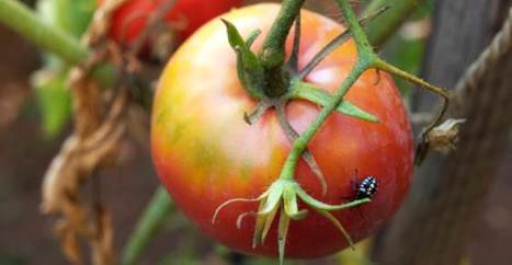 12 fertilizzanti e pesticidi biologici fai-da-te contro i parassiti del giardino | Fai da te hobby | Scoop.it