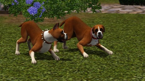 Mod The Sims - The Fawn Boxer | Les Sims | Scoop.it