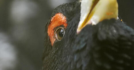 Alsace. Le grand t&eacute;tras, oiseau embl&eacute;matique des Hautes Vosges, inscrit sur la liste des esp&egrave;ces prot&eacute;g&eacute;es | Biodiversit&eacute; - @ZEHUB on Twitter | Scoop.it