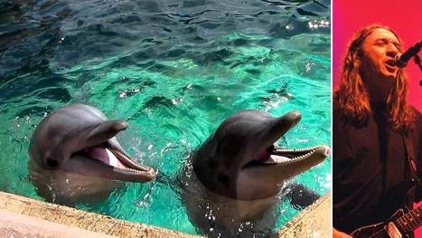 Científicos descifran el lenguaje de los delfines y descubren que cantan canciones de Rosendo | Política & Rock'n'Roll | Scoop.it