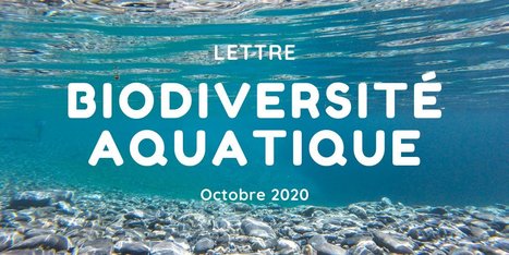 Lettre biodiversité aquatique - Octobre 2020 | Biodiversité | Scoop.it