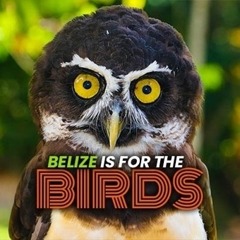 Belize is for the Birds | Cayo Scoop!  The Ecology of Cayo Culture | Scoop.it