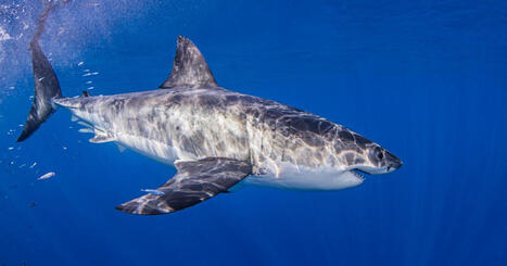 L&rsquo;image des requins s&rsquo;am&eacute;liore enfin, cinquante ans apr&egrave;s le traumatisme des &ldquo;Dents de la mer&rdquo; - Courrier International | Biodiversit&eacute; | Scoop.it
