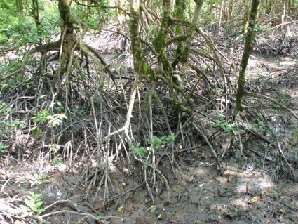 Mangroves : le meilleur espoir de l’Indonésie pour ralentir le changement climatique | Biodiversité | Scoop.it