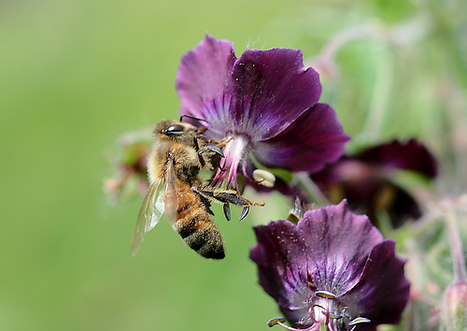 Des chercheurs ont rajeuni le cerveau&hellip; d&rsquo;abeilles | EntomoNews | Scoop.it
