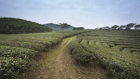 Farmers issue warning as unprecedented weather wreaks havoc on key crop: 'This year's yield is low' - The Cool Down | Operation Deimos | Scoop.it