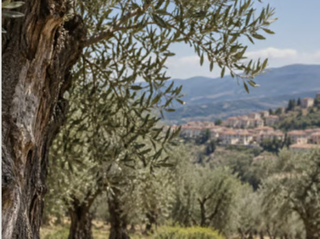 ITALY : Xylella Outbreak Confirmed in Calabria, First Pauca Strain Outside Puglia | CIHEAM Press Review | Scoop.it