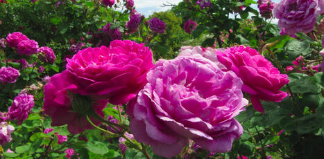 Comment le croisement des roses d’Orient et d’Occident au XIXᵉ siècle a totalement changé nos jardins | SCIENCES DU VEGETAL | Scoop.it