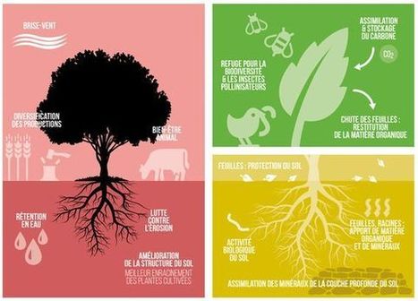 Stéphane LE FOLL précise les moyens d’encourager l’agroforesterie, notamment à travers la PAC | Paysage - Agriculture | Scoop.it