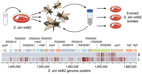 Natural competence promotes high rates of DNA transfer between strains of the core bee gut bacterium Snodgrassella alvi | brveco | RMH | Scoop.it