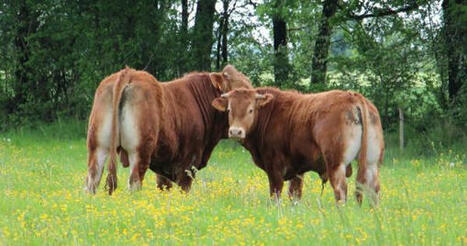 Interbev publie un atlas de l'élevage herbivore en Centre Val-de-Loire | Revue de presse économique du Sud Touraine | Scoop.it