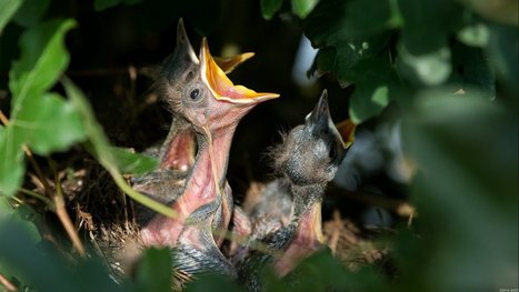 J'ai trouvé un oiseau qu'est-ce que je fais ?   | Les oiseaux au gré du vent | Scoop.it