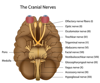 Cranial Neuropathy | Neuropathy "The Painful Enigma" | Scoop.it