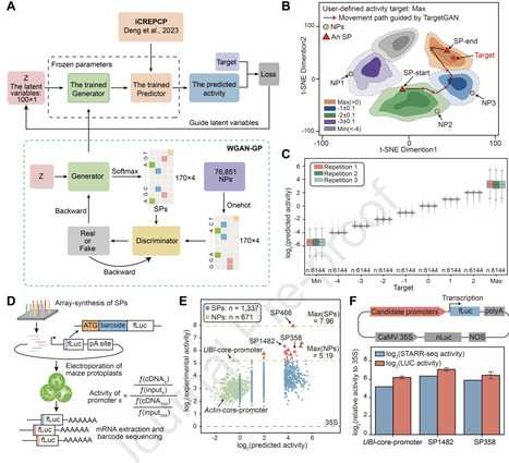 TargetGAN: A generative AI framework for designing plant core promoters with targeted activity | pcm | RMH | Scoop.it