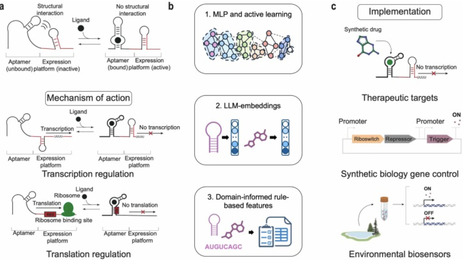 LLM-guided prediction of riboswitch&ndash;ligand binding affinity under data-limited conditions | RMH | Scoop.it