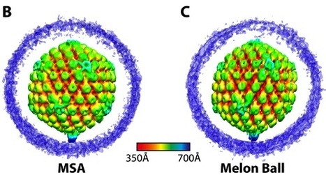 A Tail-like Assembly at the Portal Vertex in Intact Herpes Simplex Type-1 Virions | Virology News | Scoop.it