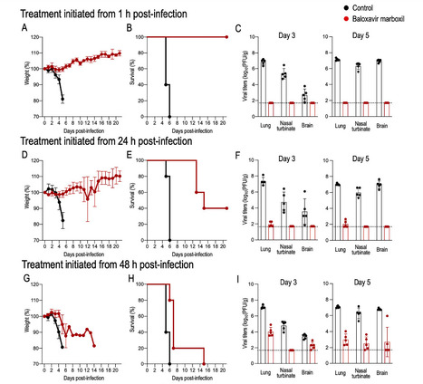 Efficacy of Baloxavir Marboxil Against Bovine H5N1 Virus in Mice - Nature Communications | Virus World | Scoop.it