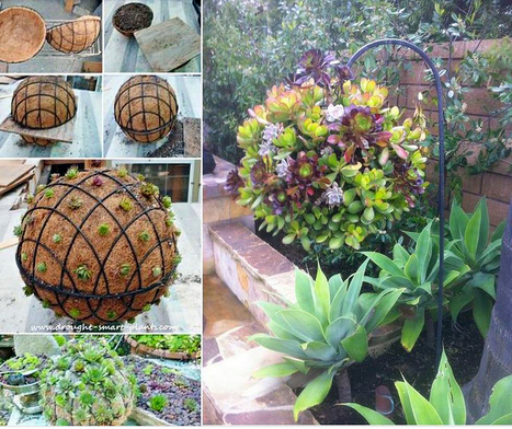 Create a succulent ball | Gardening Life | Scoop.it
