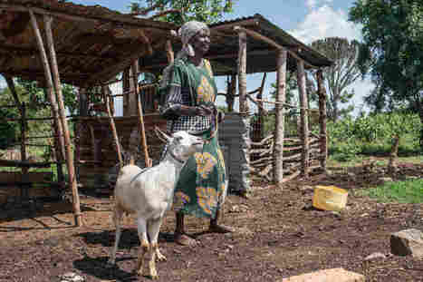 How To Buy A Goat When You're Really Poor? Join A 'Merry-Go-Round' | Human Interest | Scoop.it