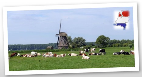 Quelles suites aux mobilisations des éleveurs néerlandais face au plan azote ? | Lait de Normandie... et d'ailleurs | Scoop.it