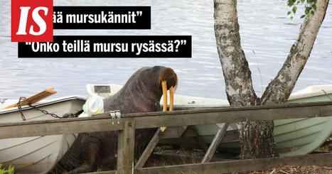 Tuli vedettyä kunnon mursukännit - Haminan mursu on inspiroinut monia sanontoja - Kotimaa | 1Uutiset - Lukemisen tähden | Scoop.it