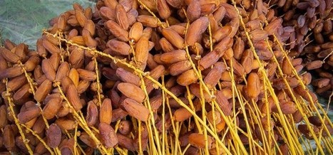 La Tunisie, 2e exportateur d'Afrique de produits bio | Actualités Afrique | Scoop.it