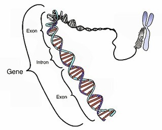Environment, not genes, dictates human immune variation, research finds | MOVUS  Movement for a Sustainable Uruguay | Scoop.it