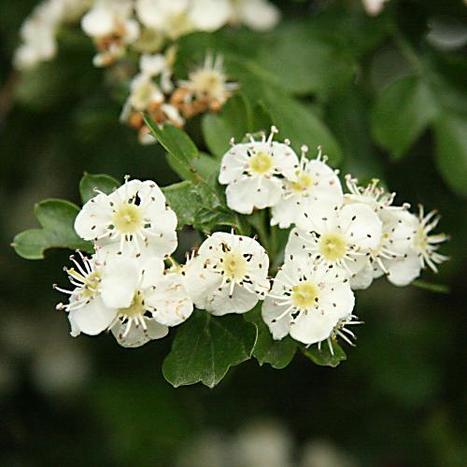 Herbs for Heart Support | Gardening Life | Scoop.it