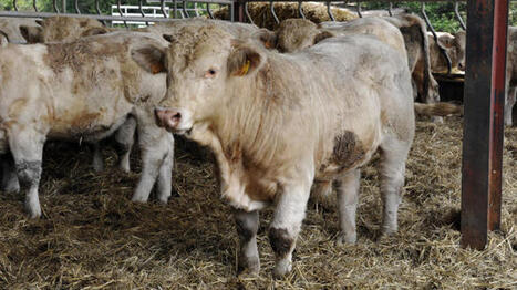 Les abattages de vaches allaitantes et de taurillons ont chut&eacute; en janvier 2026 | Economie de l'Elevage | Scoop.it