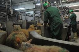 L'animal respecté à l'abattoir | Elevage et société | Scoop.it