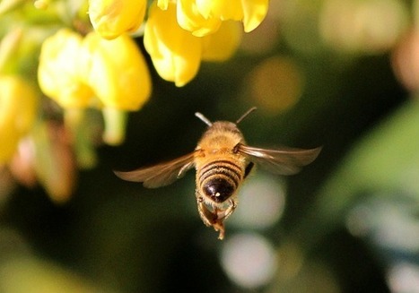 Des abeilles dans les écoles | Economie Responsable et Consommation Collaborative | Scoop.it