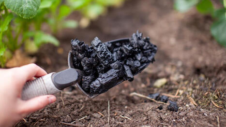 Biochar : ce charbon v&eacute;g&eacute;tal peut-il vraiment aider les champs &agrave; r&eacute;sister &agrave; la s&eacute;cheresse ? | SCIENCES DU VEGETAL | Scoop.it