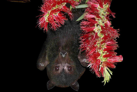 Coronavirus Outbreak Raises Question: Why are Bat Viruses so Deadly? | Virus World | Scoop.it