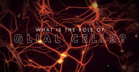 What is the Role of Glial Cells? | El Paso, TX Chiropractor | Call: 915-850-0900 | Neuropathy "The Painful Enigma" | Scoop.it