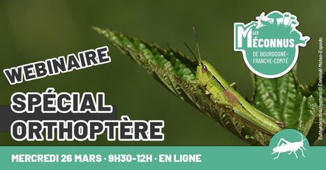 Webinaire dédié aux orthoptères en Bourgogne-Franche-Comté mercredi 26 mars en visio-conférence | Variétés entomologiques | Scoop.it