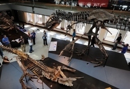 Study: Gassy Dinosaurs Contributed To Global Warming | Gardening Life | Scoop.it